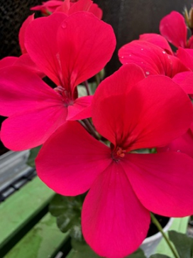 PELARGONIUM Caldera Hot Pink